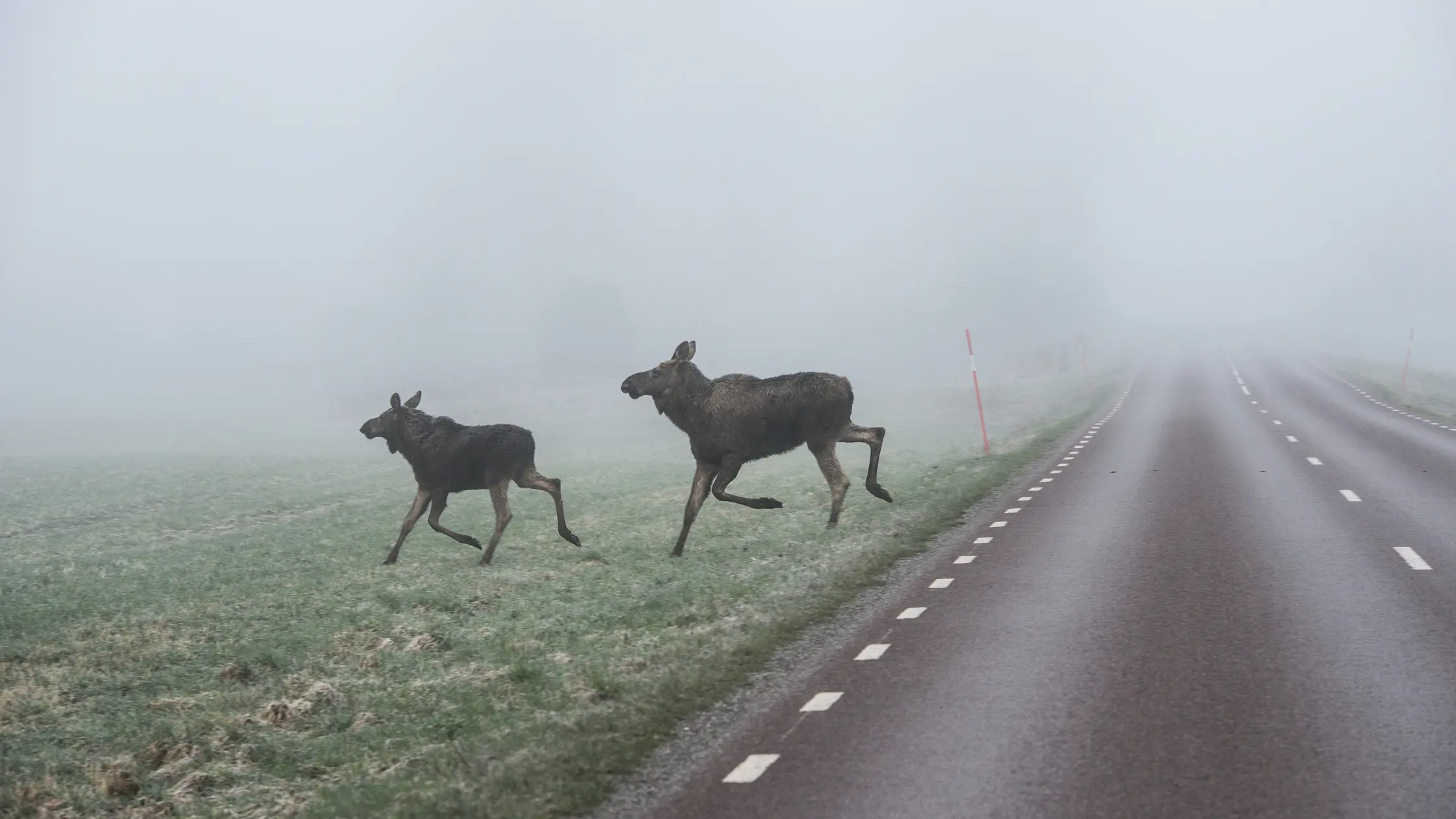 Två älgar springer över vägen en dimmig morgon.
